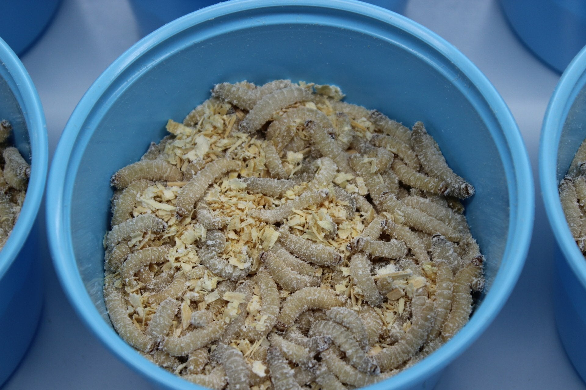 Wax Worms (Galleria mellonella family)