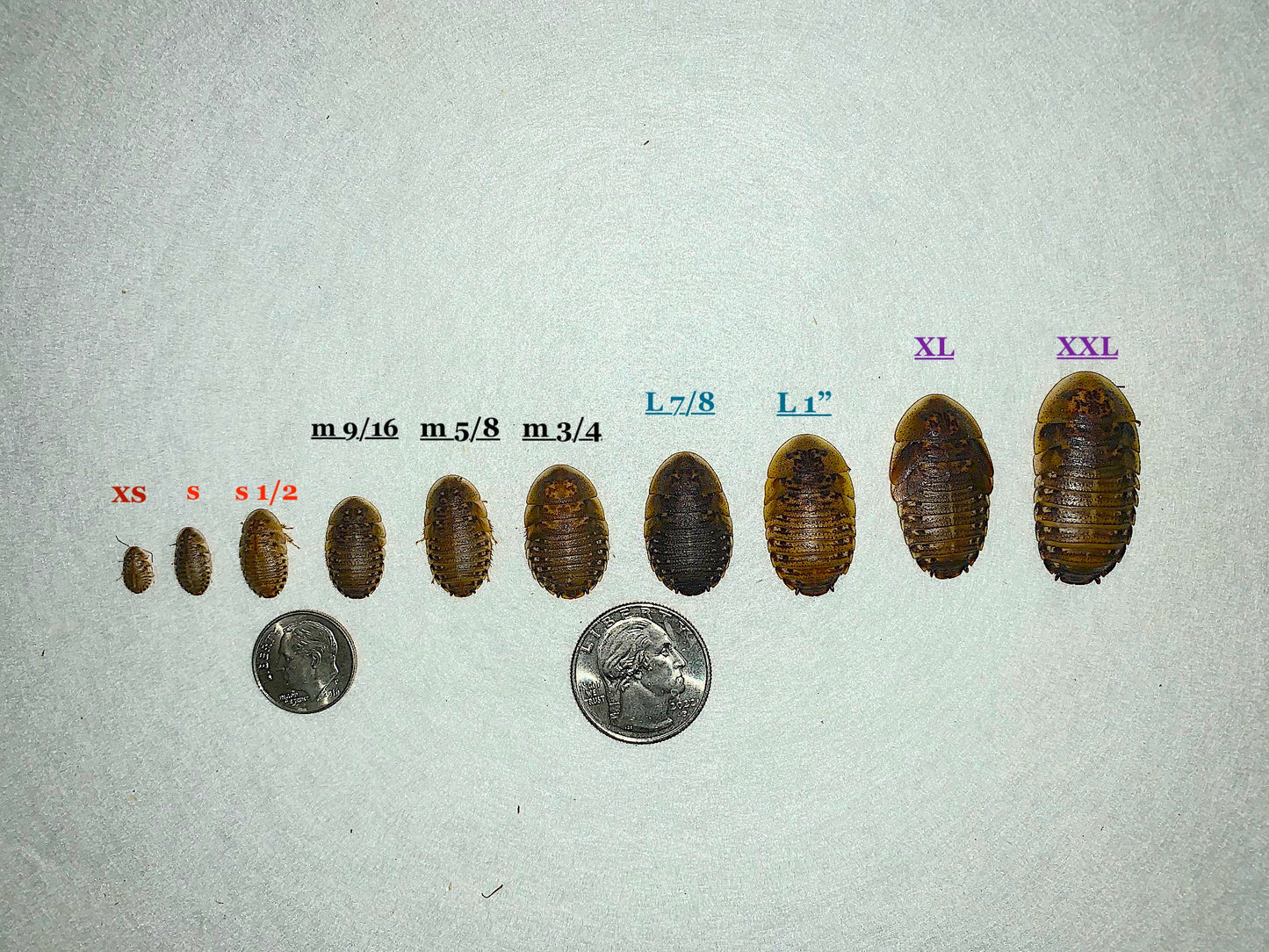 3/4 inch medium dubia