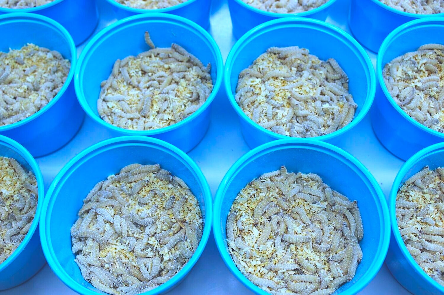 WAX WORMS