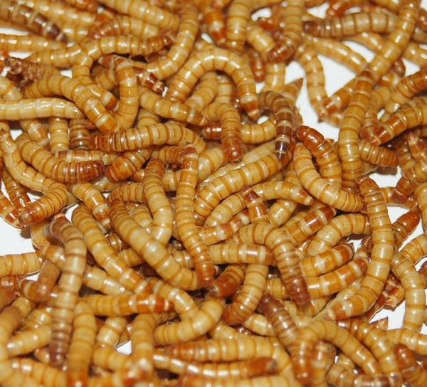 Farm Fresh Mealworms Tenebrio molitor