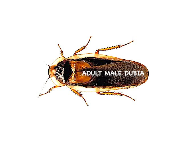 ADULT MALE DUBIA