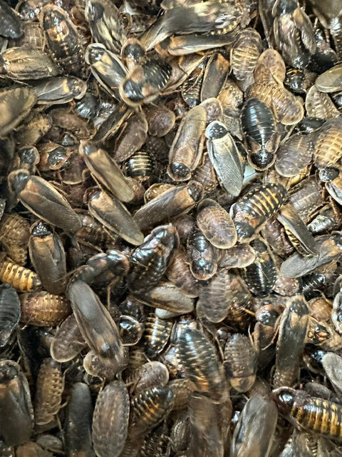 Mixed Large, Extra Large, and some adults.  Buy by weight