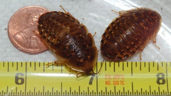 Large 7/8-1 inch Dubia Roaches Mix  (SALE)