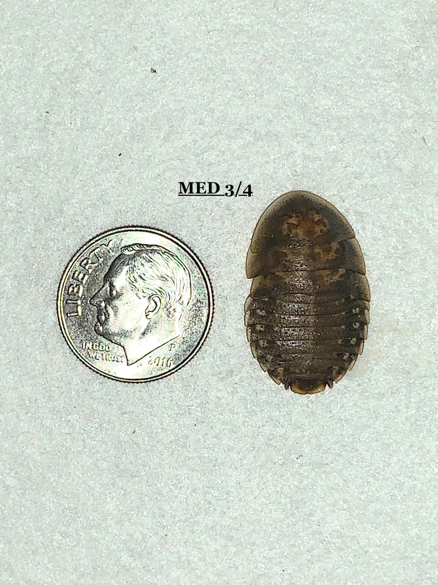 Dubia Roach Feeders 5000 Mixed Medium 5/8 - 3/4 inch