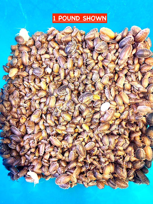 DUBIA BY THE POUND/GRAM MIXED MEDIUM