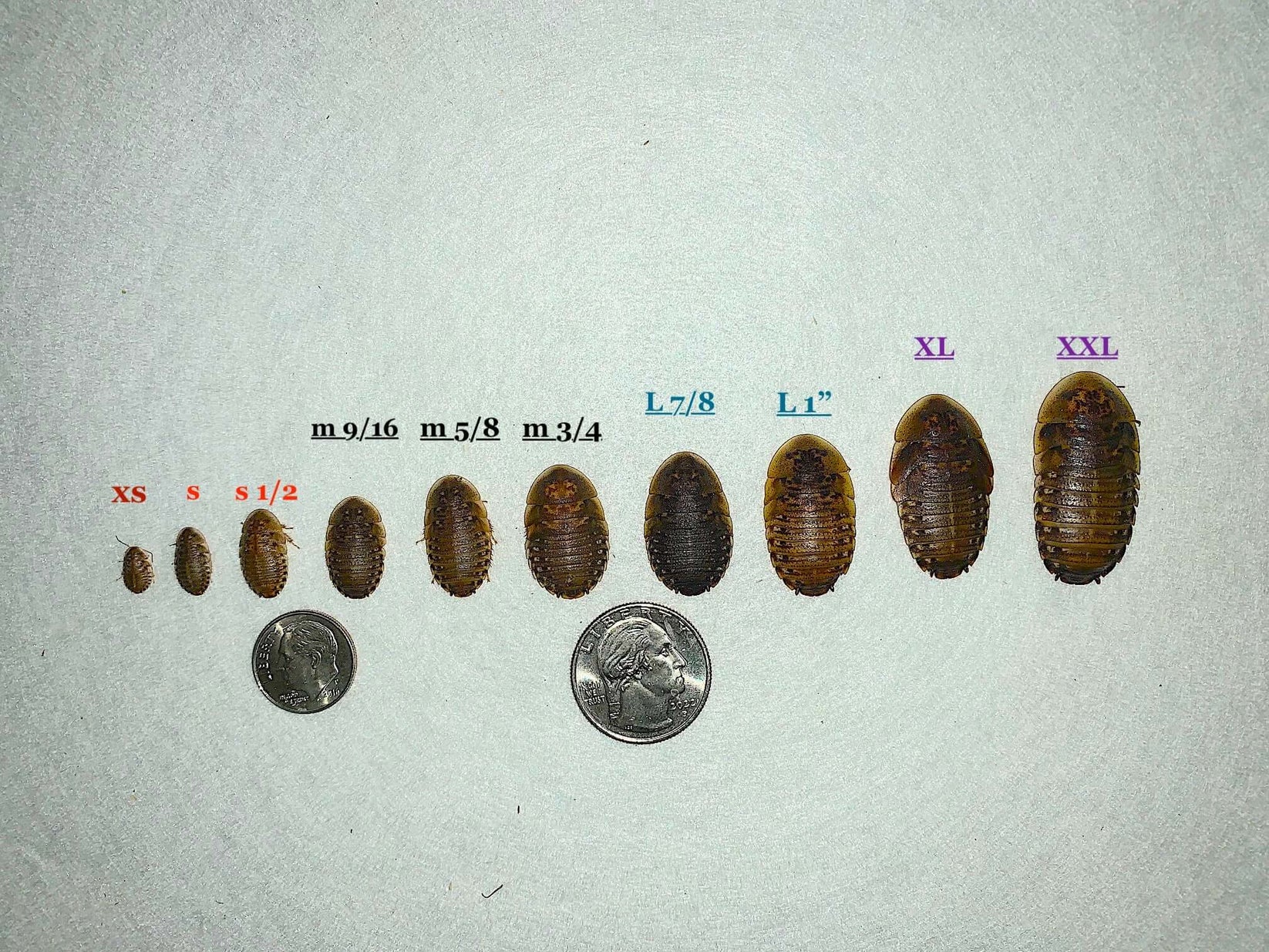 Dubia Roaches All Sizes One Place