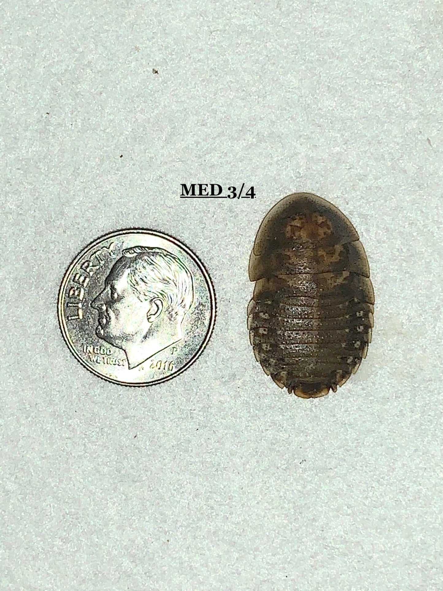 Dubia Roach Feeders 5000 Medium 3/4 inch