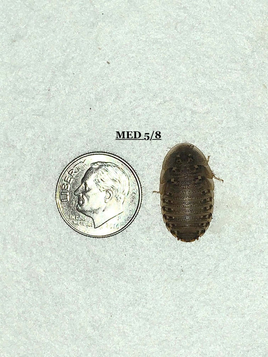Dubia Roach Feeders 5000 Mixed Medium 5/8 - 3/4 inch