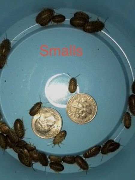 DUBIA ROACHES  SMALL BULK 5000 1/4-3/8 inch Sale Priced