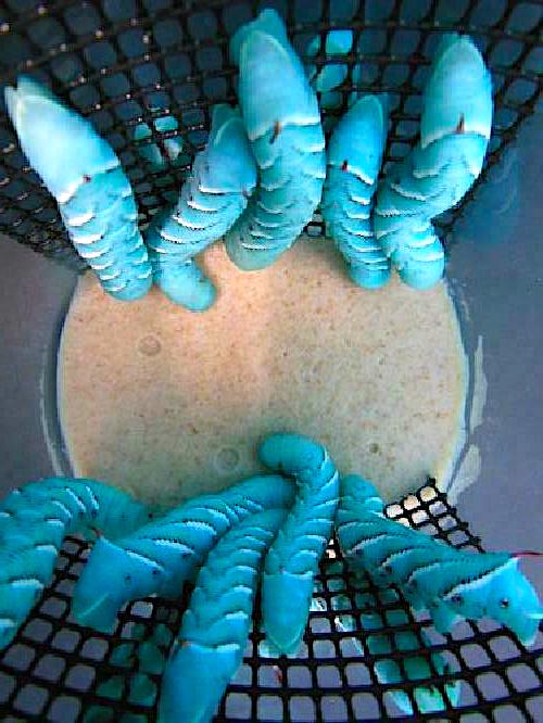 HORNWORM HABITAT CUPS WITH FOOD.